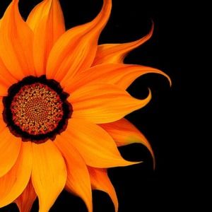 Meet your Posher, Iris